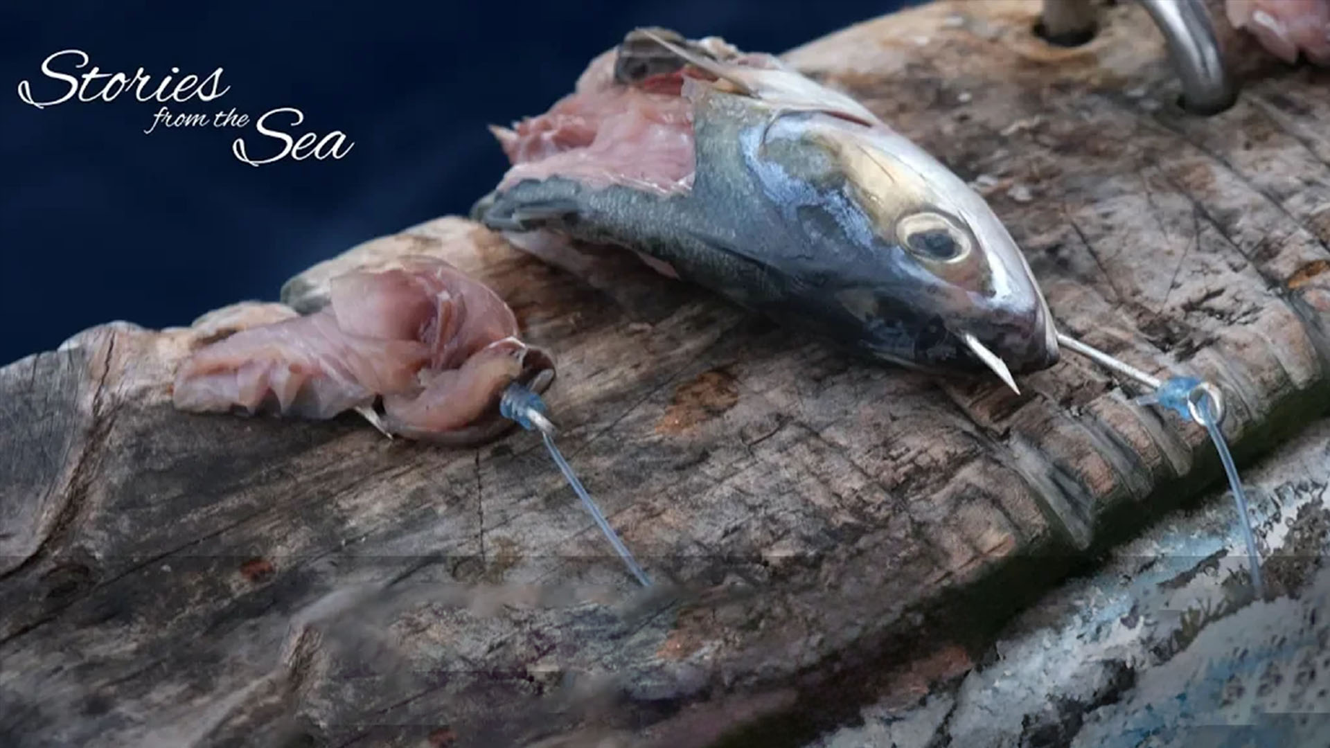 Stories from the Sea documentary series